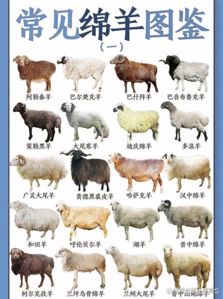 羊过什么生肖属相（羊属什么生肖？）