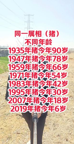 生肖猪和什么属相接近（生肖猪和哪个属相最合拍？）