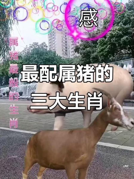 生肖猪属相匹配（生肖猪和什么属相最配对新手速查）