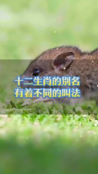 1904生肖属相（1904年属什么生肖？小白秒懂版）