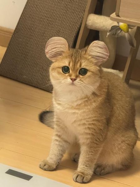 猫是哪几个生肖属相（猫属哪几个生肖？小白必看）