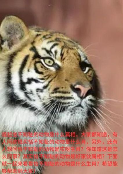 丁奉属相是什么生肖