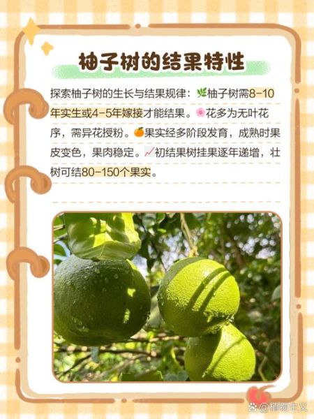 柚子树代表哪个生肖属相（柚子树代表生肖龙还是猴？真相揭晓！）