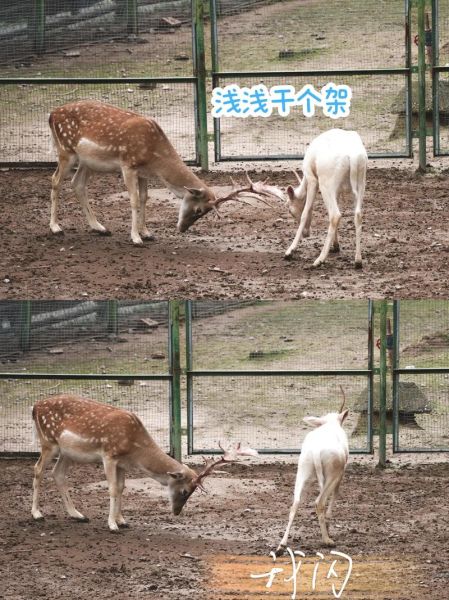 鹿属相是什么生肖（鹿属相是什么生肖？初学者一查就懂）