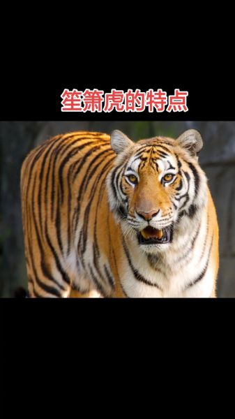 生肖虎应避开的属相（生肖虎最不能惹的3个属相）