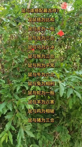 生肖男鼠配什么属相(生肖男鼠配什么属相幸福)