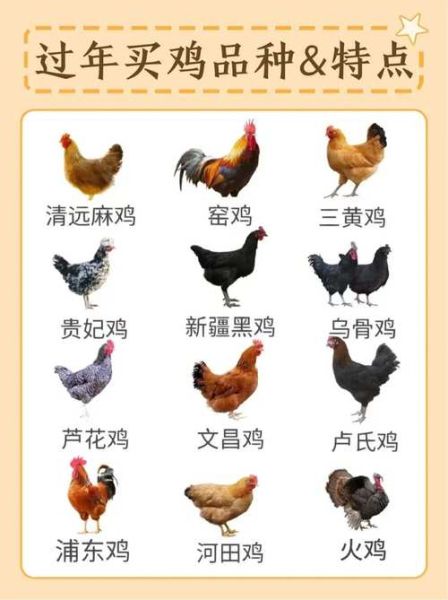 鸡年有几个生肖属相