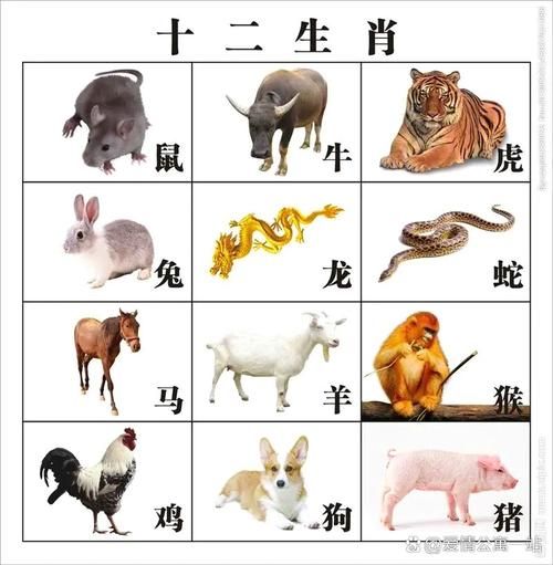 生肖属相只有那国有(生肖是哪个国家独有的)