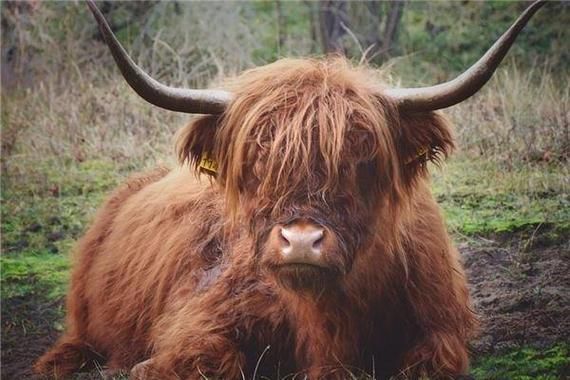 黑土属相是什么生肖(黑土属相是什么生肖?一查就懂)