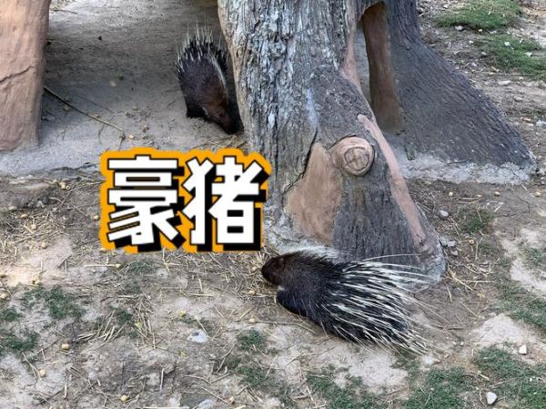 豪猪是什么生肖属相呢