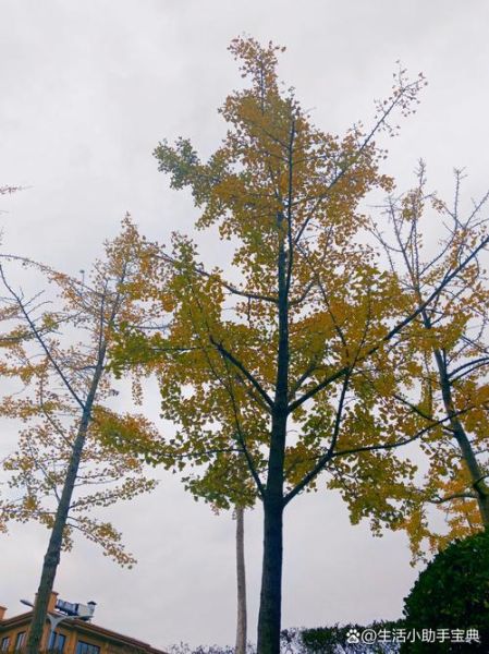 生肖属相纸巾盒（生肖属相纸巾盒怎么选？小白入门避坑指南）