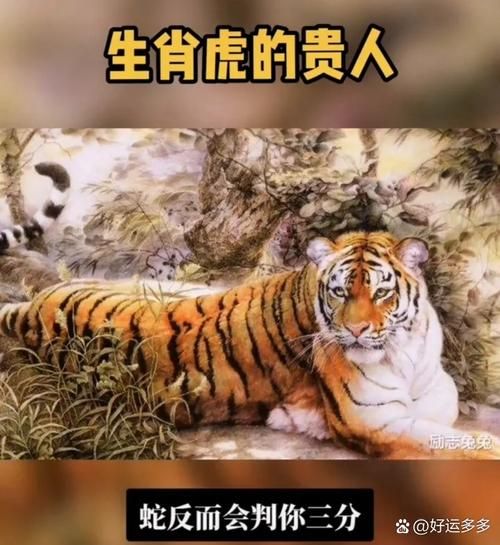 属相虎和什么生肖不合(属虎的和什么属相不合)