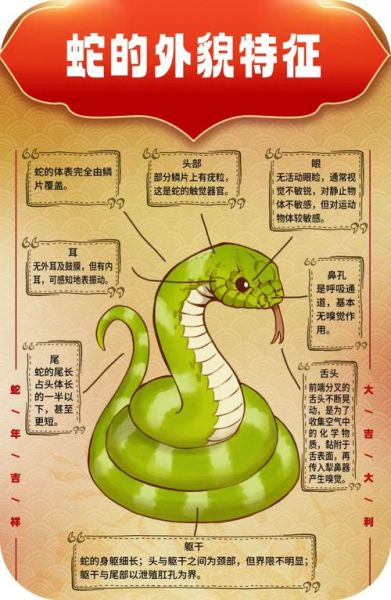 生肖属相性格分析(生肖蛇性格优缺点深度解析)
