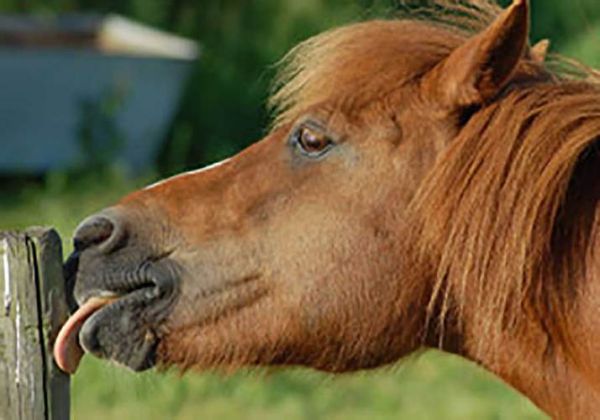 苗圃属什么生肖属相