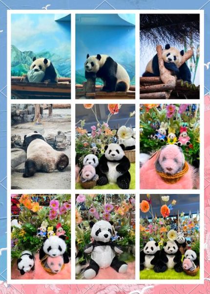 熊猫代表生肖属相解析(熊猫代表哪个生肖属相?新手必看😺🎋)