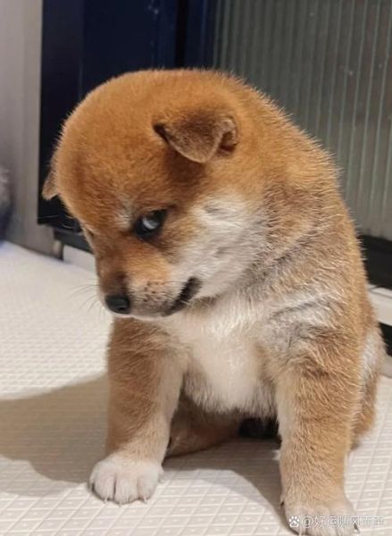 生肖狗不能送亲属相（生肖狗不能送亲属相吗📿）