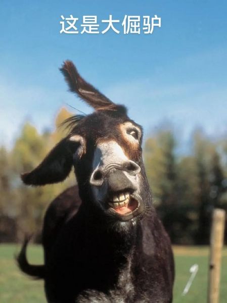 老外想改生肖属相（老外想改生肖属相怎么办）