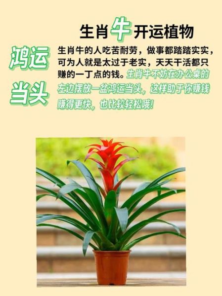 生肖属相属于什么树（生肖属相树对照是什么树）