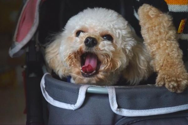 邓小小属什么生肖属相(邓小小属什么生肖?)