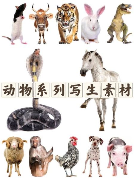 生肖有哪九个属相和属相（生肖九个属相到底指哪些动物？）