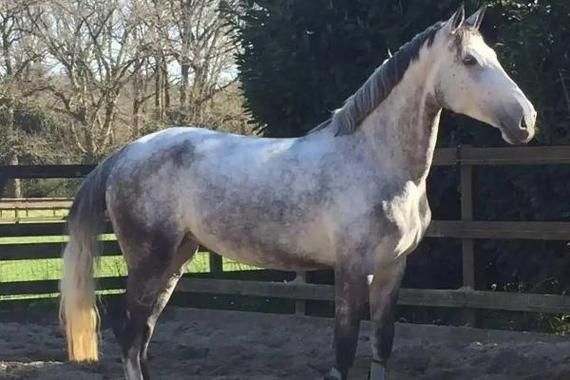 母马什么生肖属相最好命（母马属什么生肖最好命排名）