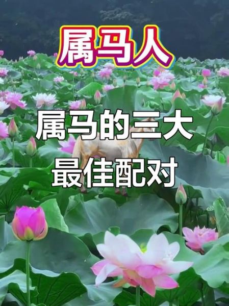 生肖马和各个属相(生肖马和哪些属相最合?)