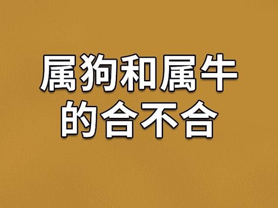 生肖狗找属相合不合（生肖狗找哪些属相最合拍？）