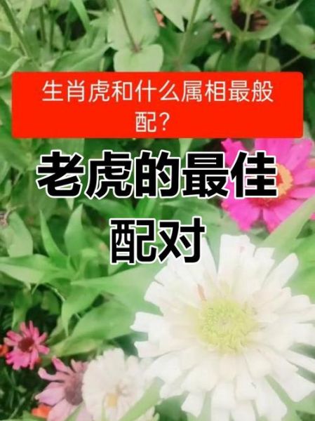 虎属相配什么生肖（虎属相配什么生肖最好？💏）