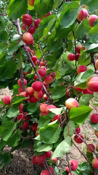 红杏有几个生肖属相(红杏有几个生肖属相?)