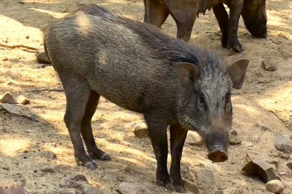 成年野猪属相有哪些生肖（成年野猪属相有哪些生肖🐗）