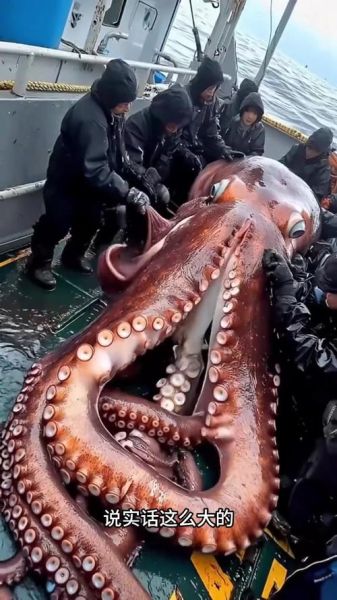 大章鱼最佳生肖属相（大章鱼最佳生肖属相是什么）