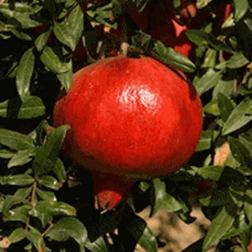 石榴属相是什么生肖（石榴属相属于什么生肖？）