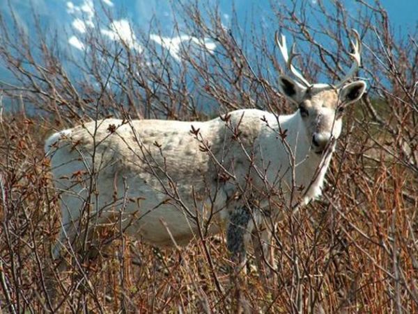 查芬兰属什么生肖属相(芬兰属什么生肖属相 🦌)