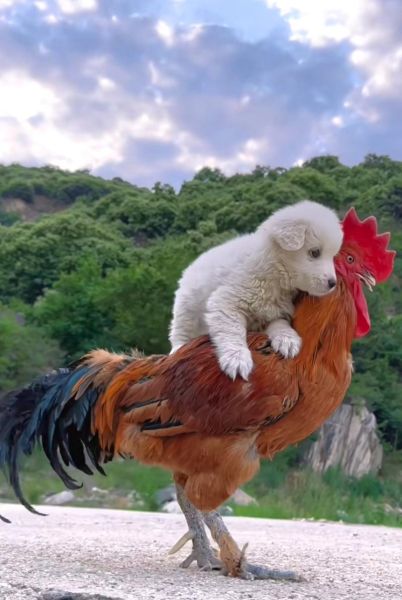 鸡狗属于什么生肖属相(鸡狗属于十二生肖之鸡🐔、狗🐶)