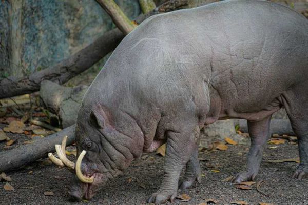85年属相什么生肖(85年属什么生肖?)