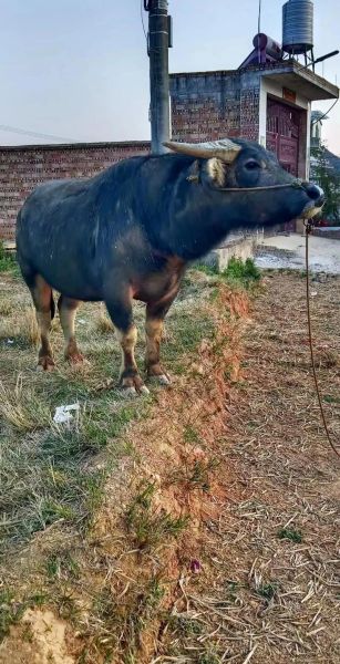 合适养牛生肖的属相(属牛养牛人相合吗?新手最关心的问题)