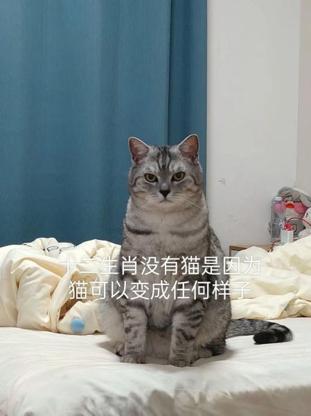 改成猫生肖的属相（属相怎么改成猫？快速看懂替代原理）