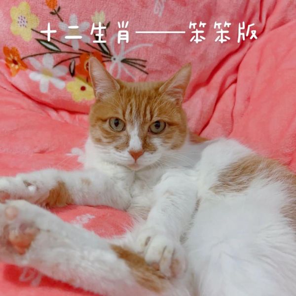 改成猫生肖的属相（属相怎么改成猫？快速看懂替代原理）