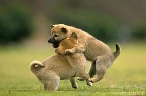 生肖狗跟哪个属相配（属狗和什么属相最配）