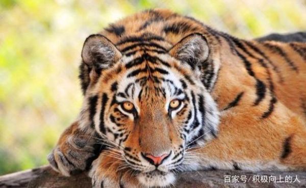 生肖虎属相狮(生肖虎属相狮子座性格好吗)