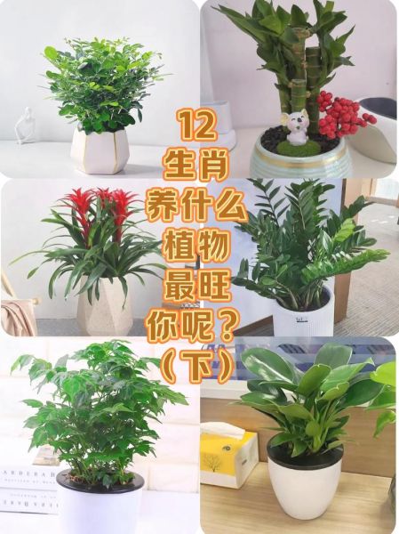 生肖属相绿植配对（生肖属相绿植配对怎么选）