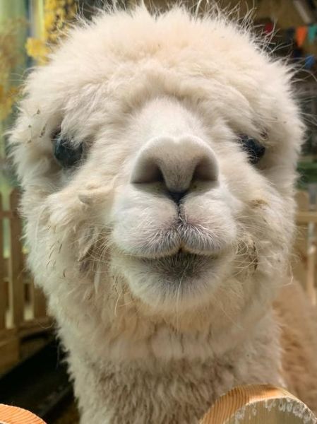 羊驼属什么生肖属相