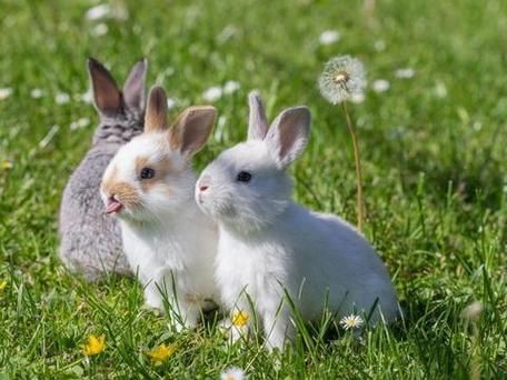 陶洋属什么生肖属相