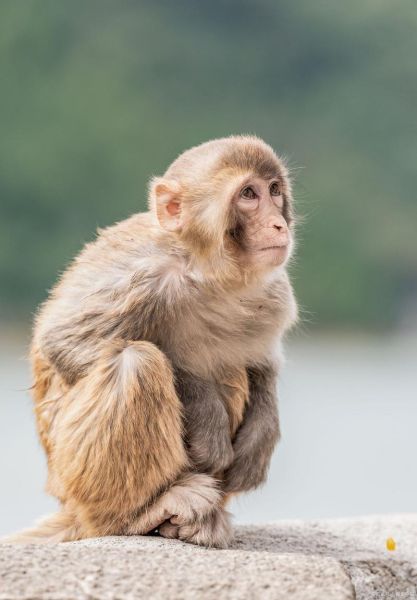 生肖侯属什么生肖属相（生肖属猴的人到底属什么生肖？）