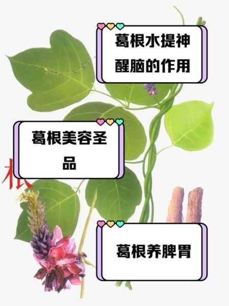 葛根属什么生肖属相（葛根属什么生肖——速查生肖对照表）