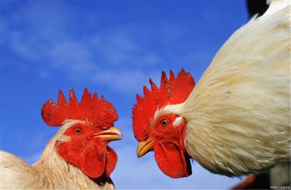 生肖鸡和什么属相有缘呢（生肖鸡和哪个生肖最合得来）