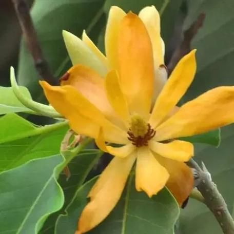 黄泽兰属什么生肖属相（黄泽兰属什么生肖）