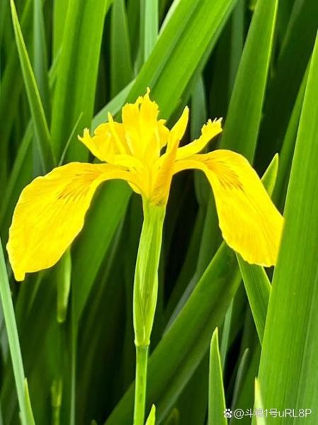 菖蒲花的生肖属相(菖蒲花是什么生肖代表?)