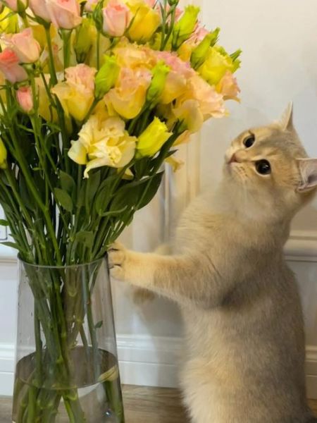 猫和小花的生肖属相（猫和小花属什么生肖？）