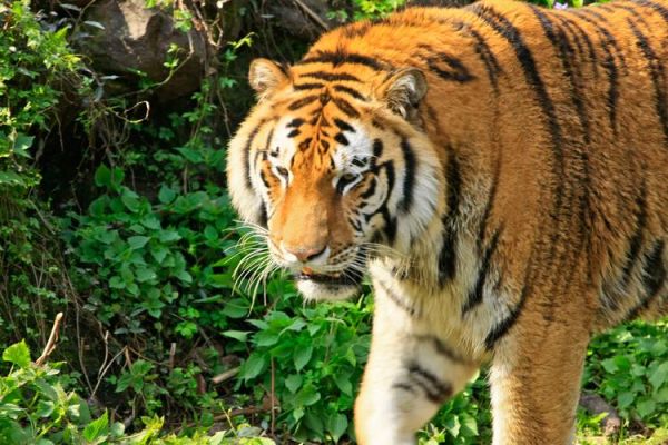 曹卫宇属什么生肖属相呢